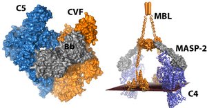 Models of the very large proteolytic complexes cleaving C3, C4 and C5