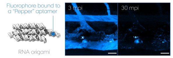 RNA origami in zebrafish embryos