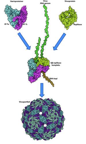 Qbeta virus