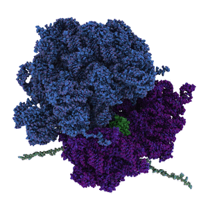 Tre-dimenstionelle model af ribosomet