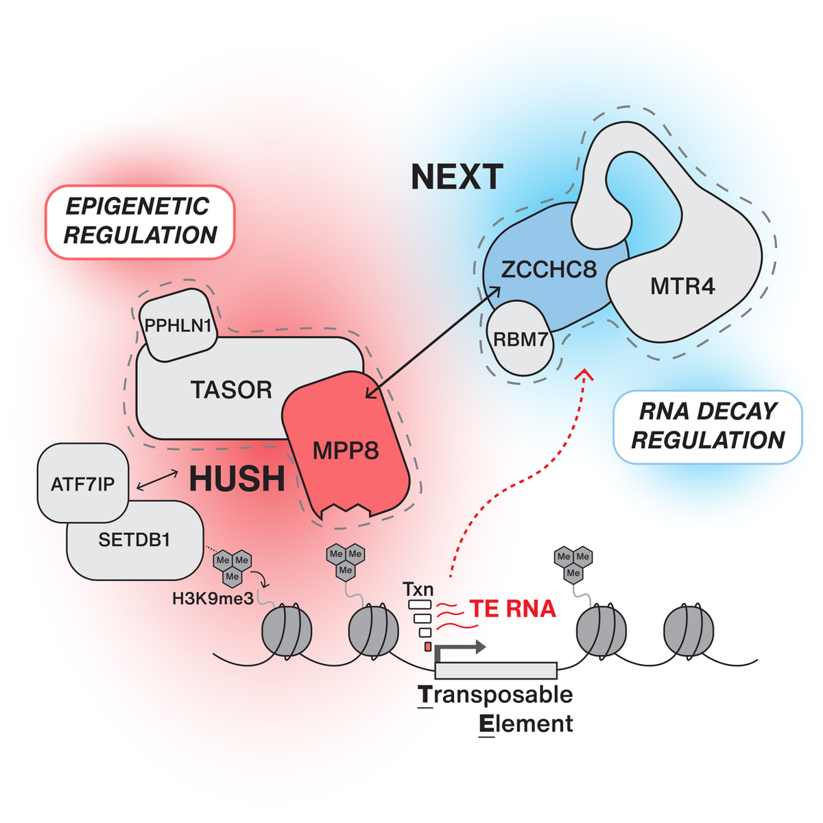 Uncovering a cooperation between RNA decay and chromatin regulating ...