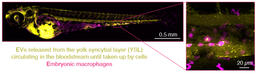 Extracellular vesicles in zebrafish embryos