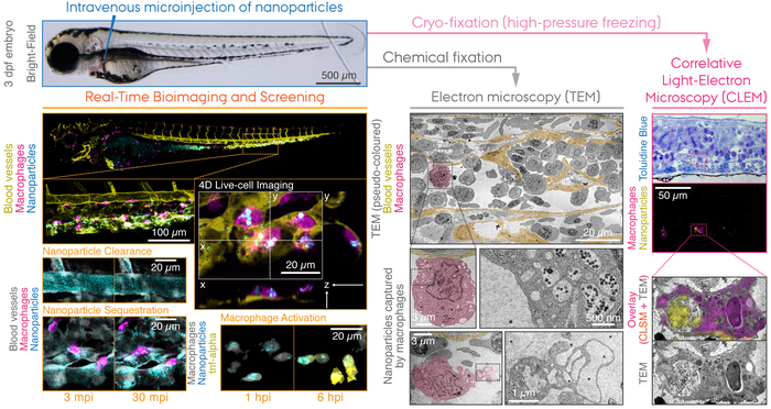 The zebrafish model for testing Nanotechnology through Bioimaging and Screening (NanoBiaS)