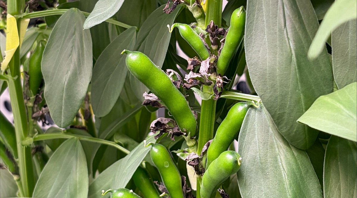 Genetic breakthrough could boost faba bean cultivation in colder climates