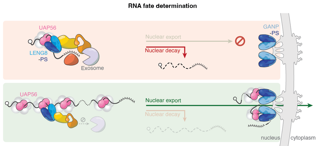 Good Rna How Cells Sort Good RNA from Bad: A New Paradigm for Gene Expression