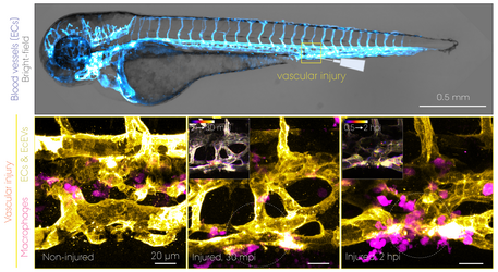 Zebrafish embryo showing EVs in tissue injury