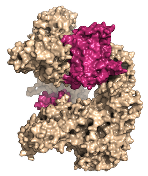 CRISPR-proteiner