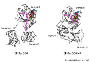 Comparison of the active (EF-Tu:GDPNP) and inactive (EF-Tu:GDP) conformations of EF-Tu.
